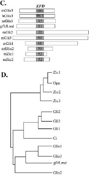 A Amino Acid Sequence Alignment Of The Zfd Of Mouse Glis With