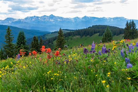 5 Unique Places To See Colorados Stunning Wildflowers In Nature