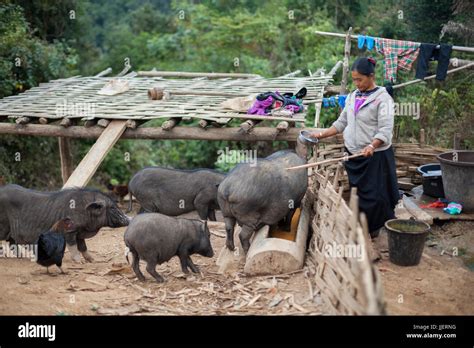 Woman Feeding Pig Hi Res Stock Photography And Images Alamy