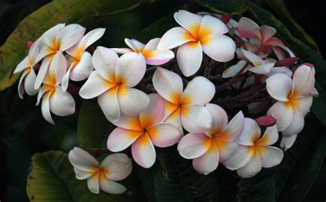 gratis afbeeldingen vrouw bloem dans hawaii huwelijk bruid