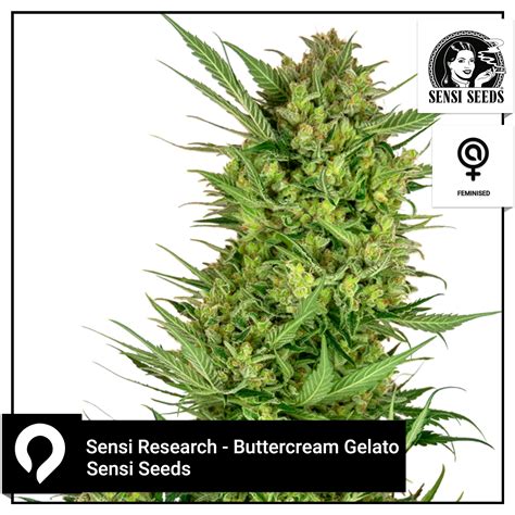 Sensi Research Buttercream Gelato Sensi Seeds Feminised Seeds