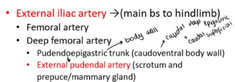 Pelvic Blood Supply And Innervation Flashcards Quizlet