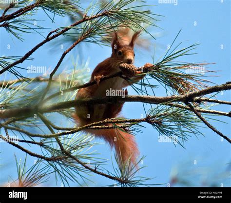 Red Squirrel feeding Stock Photo - Alamy