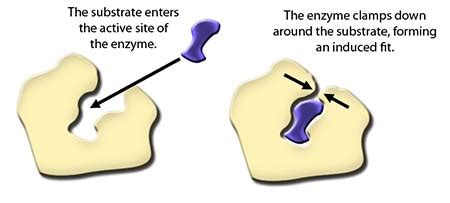 Enzyme Substrate Complex | Definition, Product & Diagram - Lesson | Study.com