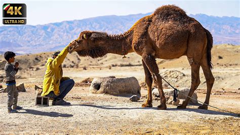 Nomads Of Iran A Fascinating Look Into The Lives Of Iranian Nomads