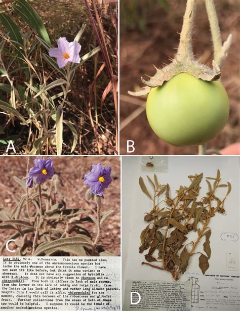 Species New To Science Botany Solanum Plastisexum Solanaceae