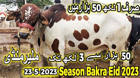 Malir Mandi Karachi Cattle Rates Update Aj Ki Mandi Tez Ya Thandi