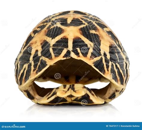 Front Of A Turtles Shell Isolated Royalty Free Stock Photography