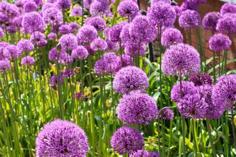 Piante E Fiori Di Maggio Idee E Foto