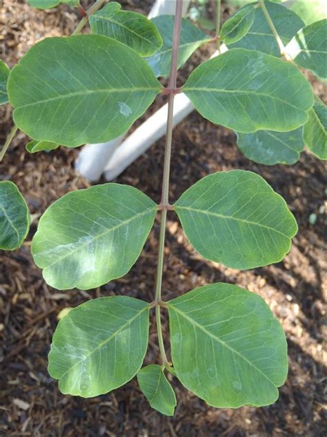 Trees Around The World Tour - CAROB TREE | University of Arizona Campus ...