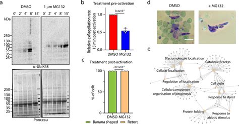 Dynamic Ubiquitination During P Berghei Sexual Development A Western Download Scientific