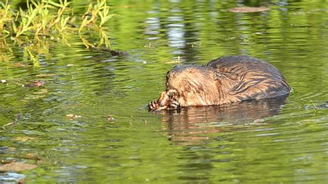 beaver eating plants pond summer season Stock Footage Video (100% ...