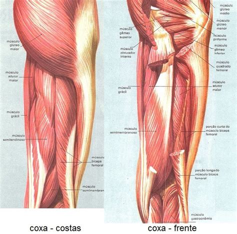 Musculos Da Perna Anatomia Corpo Humano Corpo Humano Sistema Muscular