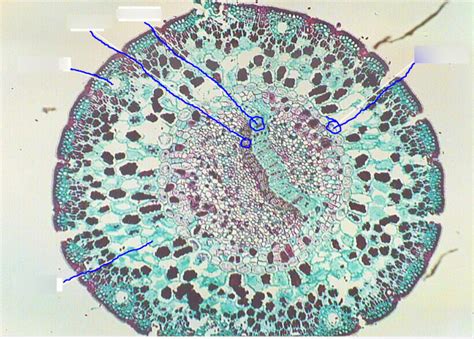 Morphology Of Vascular Plants Exam Ii Ground Tissues Diagram Diagram