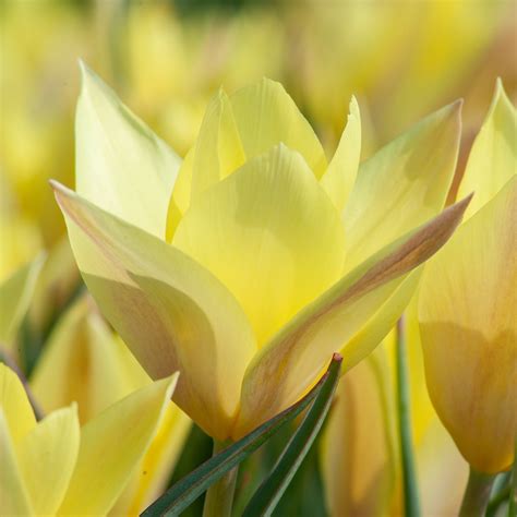 Honky Tonk Tulip Bulbs | Always Wholesale Prices | Colorblends®