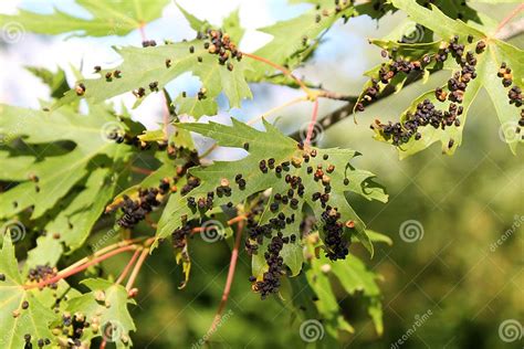 Black Galls Caused By Maple Bladder Gall Mite Or Vasates Quadripedes On Silver Maple Acer