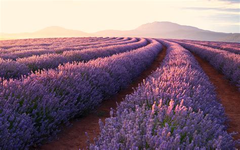 Temas De Fondo De Pantalla Lavanda Lavanda Inglesa Lavanda P Rpura