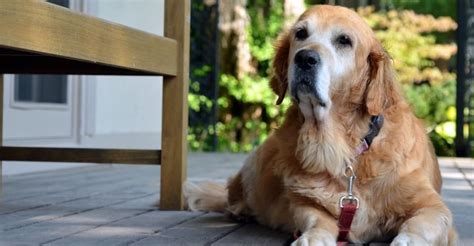 Hip Dysplasia in Golden Retrievers | Golden Retriever Society