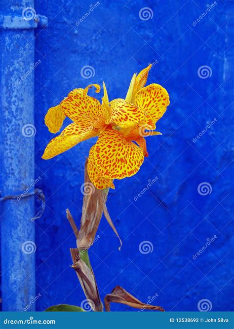 Canna Lily on Blue stock photo. Image of petals, canna - 12538692