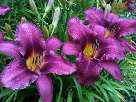 Purple Daylilies Photograph By Deborah Redfern