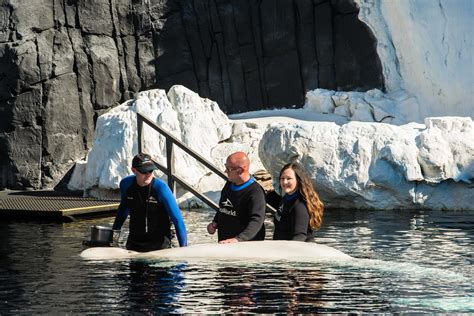 SeaWorld San Diego Beluga Whale Interaction Program - Make Life Lovely