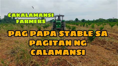 Pag Papa Stable Sa Pagitan Ng Calamansi Youtube