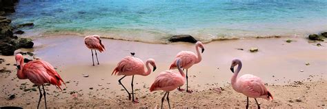 Private Flamingo Island – BnButlers Aruba Excursions