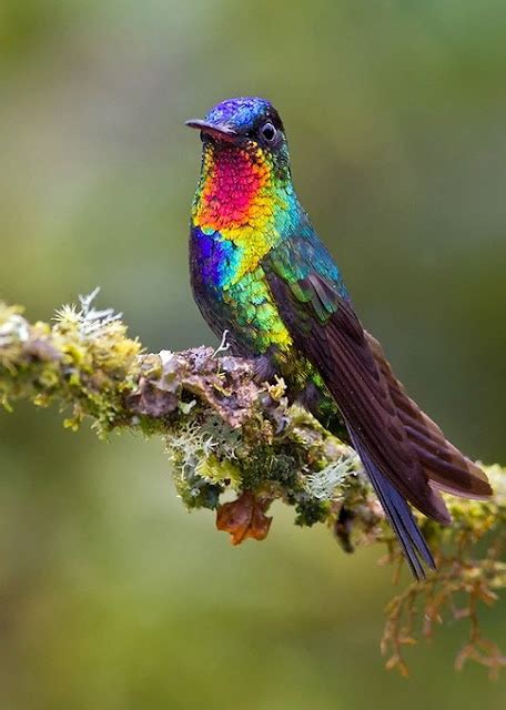 Top 10 Rare Colorful Birds Around the World.