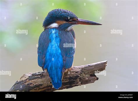 Female European Kingfisher Alcedo Atthis Stock Photo Alamy