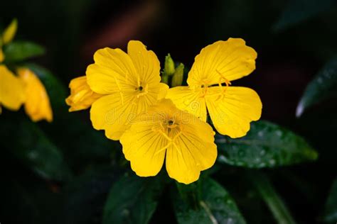 Sundrops Flowers In The Garden Stock Photo Image Of Evening Gold