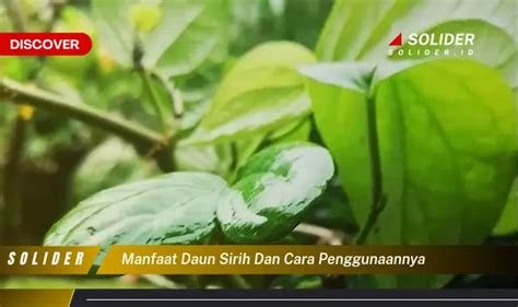 Bukan Cuma Daun Jambu Biji Kamu Wajib Tahu 4 Manfaat Daun Sirih Yang