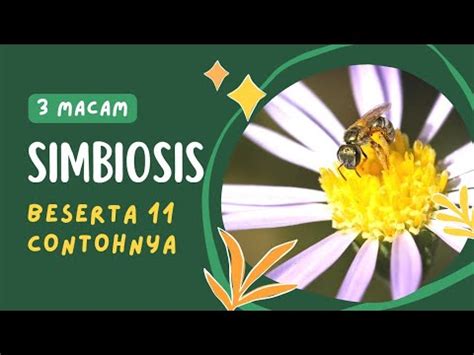 11 Contoh Simbiosis Mutualisme Komensalisme Dan Parasitisme YouTube