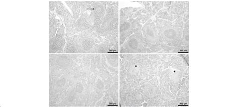 Representative Spleen Sections N 6 Of The Splenic White Pulp Across