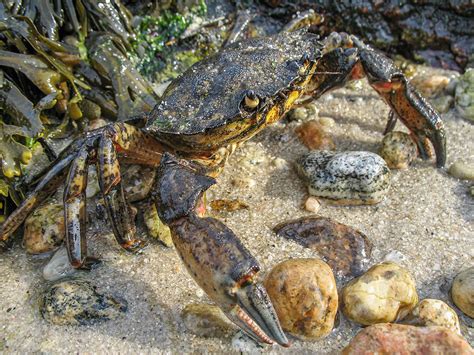 Nature Notes The Common Crabs Of West Harbor Henry L Ferguson Museum