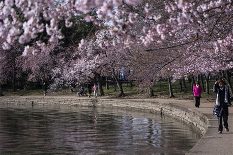 Peak bloom is almost here: Here’s how you can help protect DC’s famed cherry trees - WTOP News