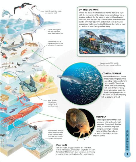 Super Shark Encyclopedia And Other Creatures Of T 4