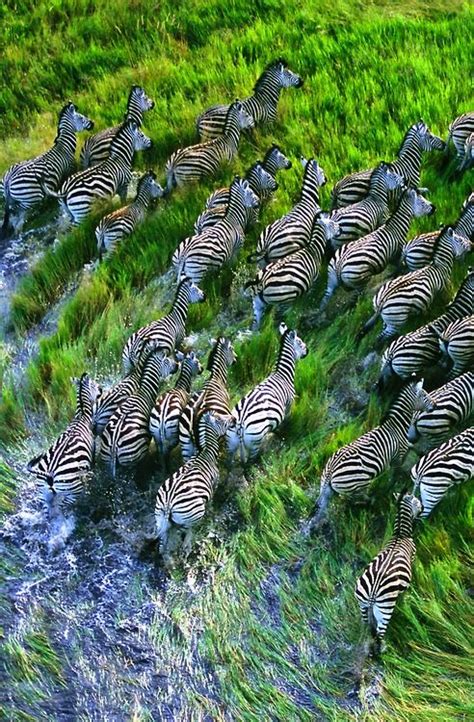 Zebra migration tanzania – Artofit