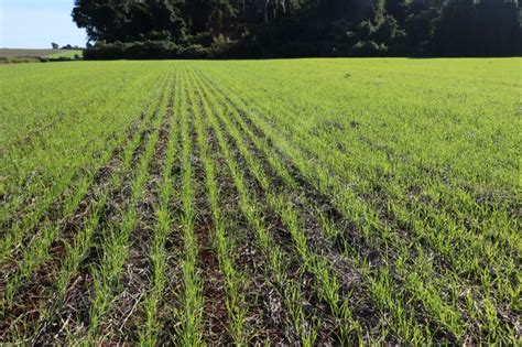 Conab Prev Safra De Trigo Maior No Rs