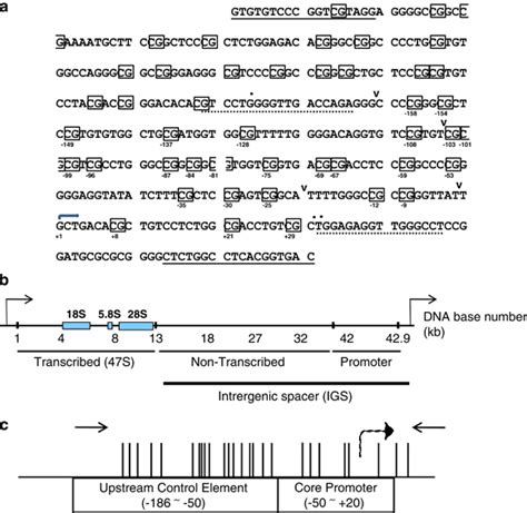 The Human Rdna Promoter Region A Genotyping Of Rdna Promoter Region