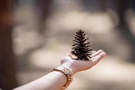 Premium Photo Cropped Hand Of Woman Holding Pine Cone In Hand