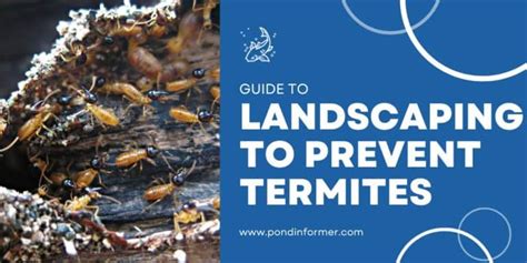 9 Landscaping Methods To Prevent Termites 2023 [updated] Pond Informer