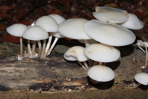 Oudemansiella Mucida Beringter Schleimrübling