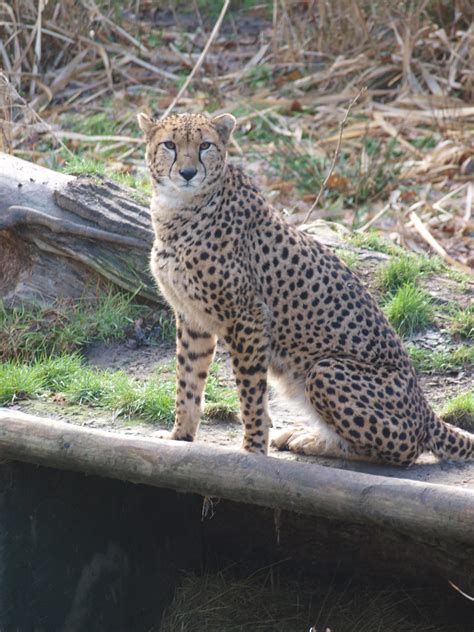 Chester Zoo Cheetahs Nigel Swales Flickr