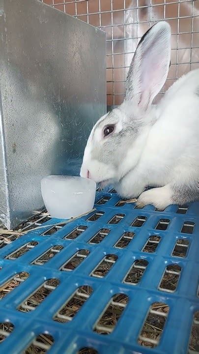 Keeping Rabbits Cool In A Heat Wave Youtube