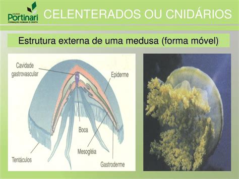 Animais Protostômios - PPT - Animais diblásticos e protostômios que apre- sentam células ...