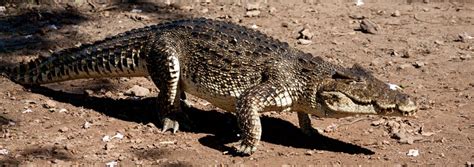 Cuban Crocodile (Crocodylus rhombifer) | about animals