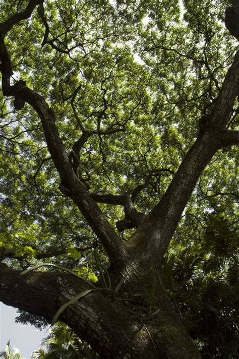 Tree Canopy Kauai Hawaii Photo By Sophia Chang Austrins Tree