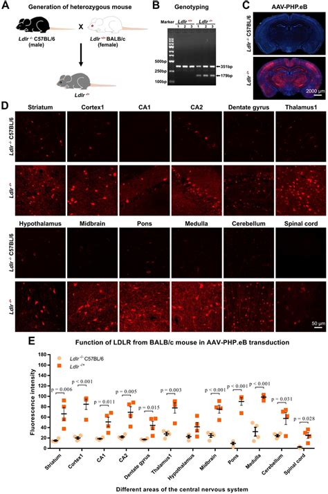 Effect Of The BALB C Derived LDLR On The AAV PHP EB Transduction A