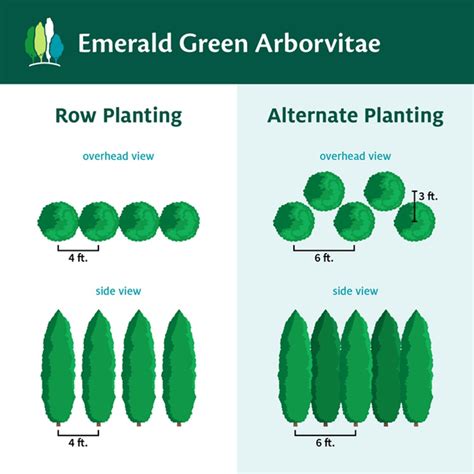 Emerald Green Arborvitae Spacing