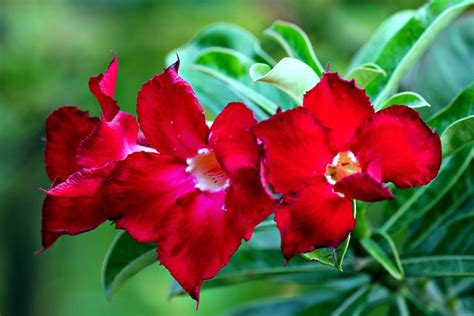 Adenium Desert Roses Red Flowers Free Photo On Pixabay Pixabay